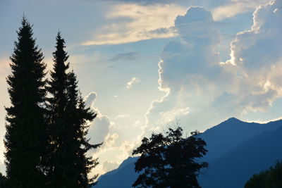 Low angle view of trees against sky