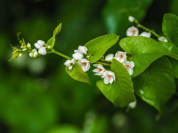 Close-up of white flowering plant