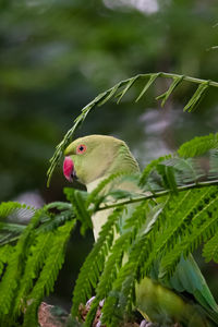 Close-up of a bird