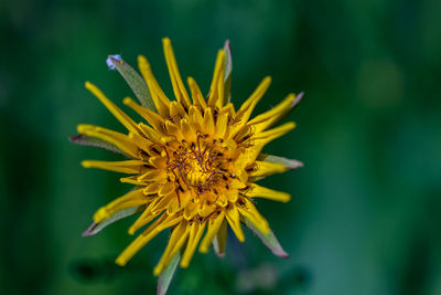 Flower in nature