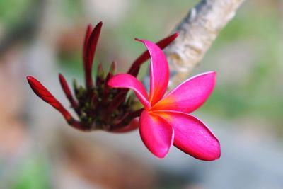 Close-up of pink flower