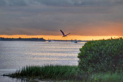 Bird flying above river at sunset