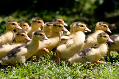 Close-up of muscovy duck ducklings on field