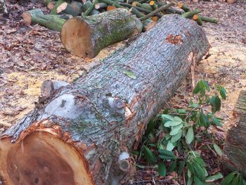 High angle view of tree trunk on field