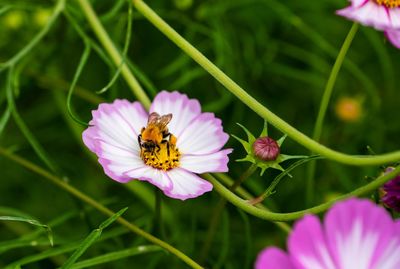 Close-up of honey bee pollinating on pink flower