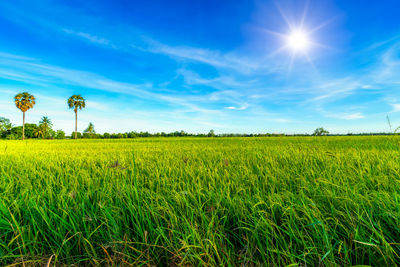 Scenic view of agricultural field against bright sky