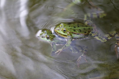 Close-up of frog swimming in lake