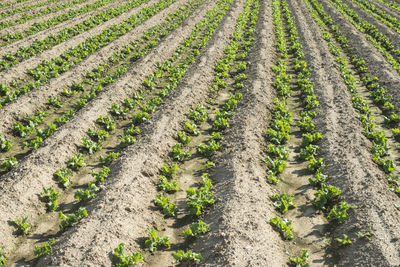 High angle view of corn field