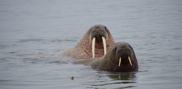 Synchronised walrus swimming