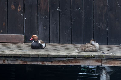 View of two cats on wood at shore