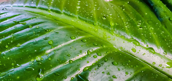 Full frame shot of wet leaf