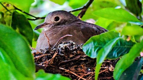 Close-up of bird perching on tree
