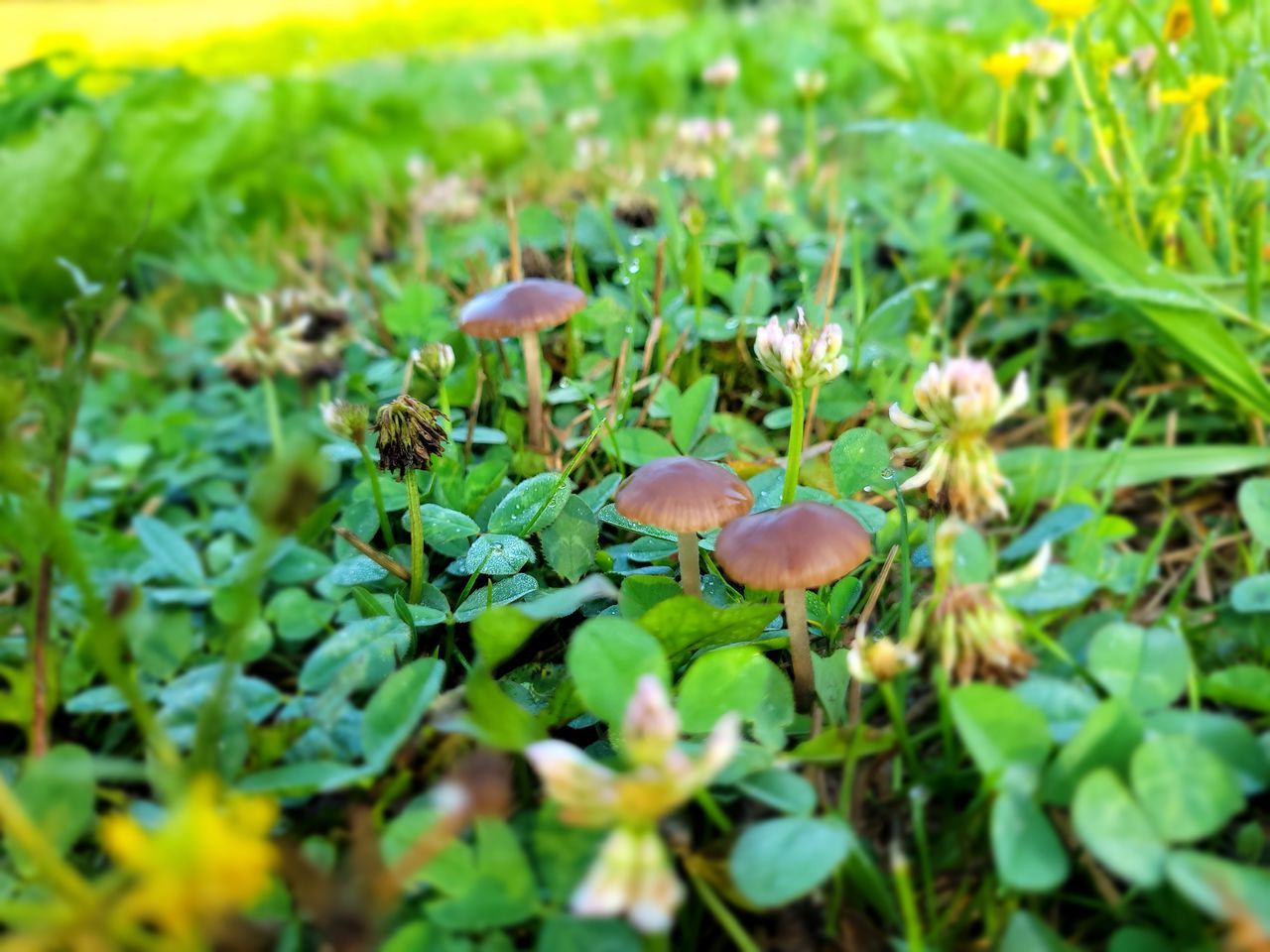 CLOSE-UP OF WILD MUSHROOMS GROWING ON FIELD