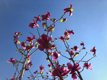 Low angle view of flowering plant against sky