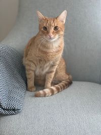 Portrait of cat sitting on sofa at home