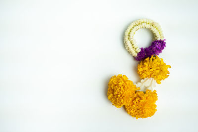 High angle view of yellow flowering plant against white background