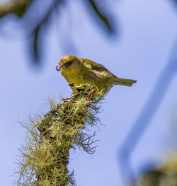 Close-up of bird perching on tree