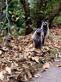 Lion standing in a forest