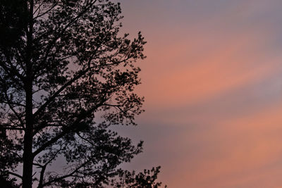 Low angle view of silhouette tree against sky at sunset