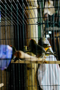 View of birds in cage