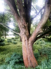 Trees in forest