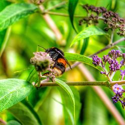 Close-up of bee pollinating on flower