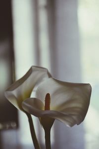 Close-up of white rose flower