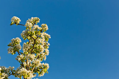 Low angle view of cherry blossom against clear blue sky