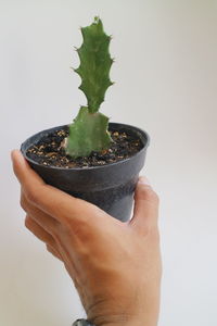 Close-up of hand holding small plant over white background