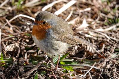 Close-up of a bird perching on a field