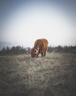 Sheep in a field