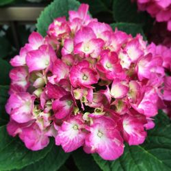 Close-up of pink flowers