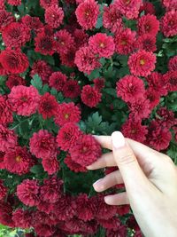 Cropped hand of woman touching red flowering plants