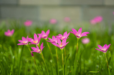 Pink rain lily petals on green linear leaf, corolla blooming know as rainflower