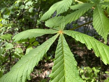 Close-up of green leaves