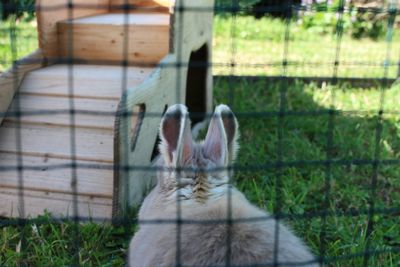 Close-up of bunny in grass