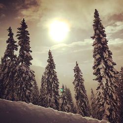 Trees on snow covered landscape against sky