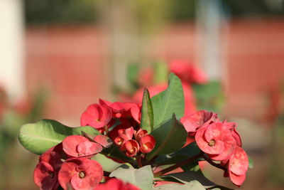 Close-up of pink rose plant