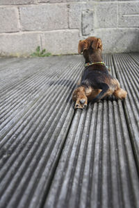 Close-up of dog outdoors