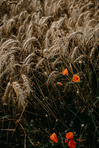 High angle view of flowering plants on field