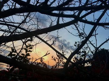 Low angle view of silhouette tree against sky at sunset