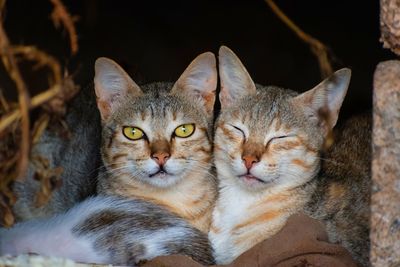 Close-up portrait of a cat