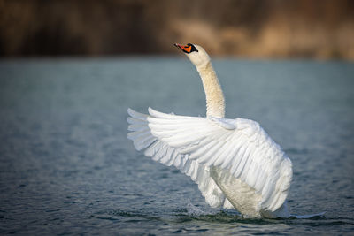 View of a bird flying over water