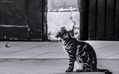 Side view of stray cat sitting on footpath