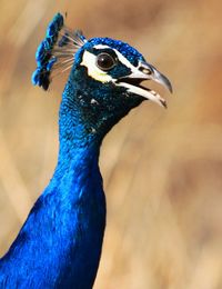 Close-up of peacock