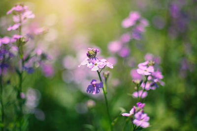 Purple violet dames rocket summer lilac or hesperis matronalis flowers on blurry background