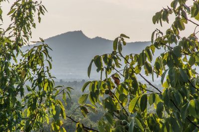 Close-up of plants against sky