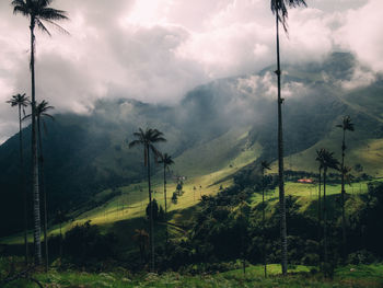 Scenic view of palm trees on field against sky