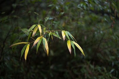 Close-up of plant