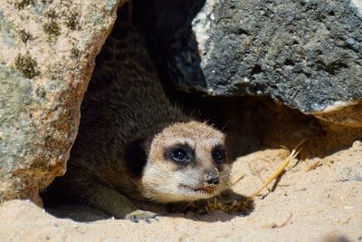 High angle view of meerkat on field